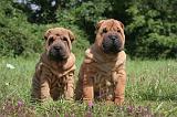 SHAR-PEI 807